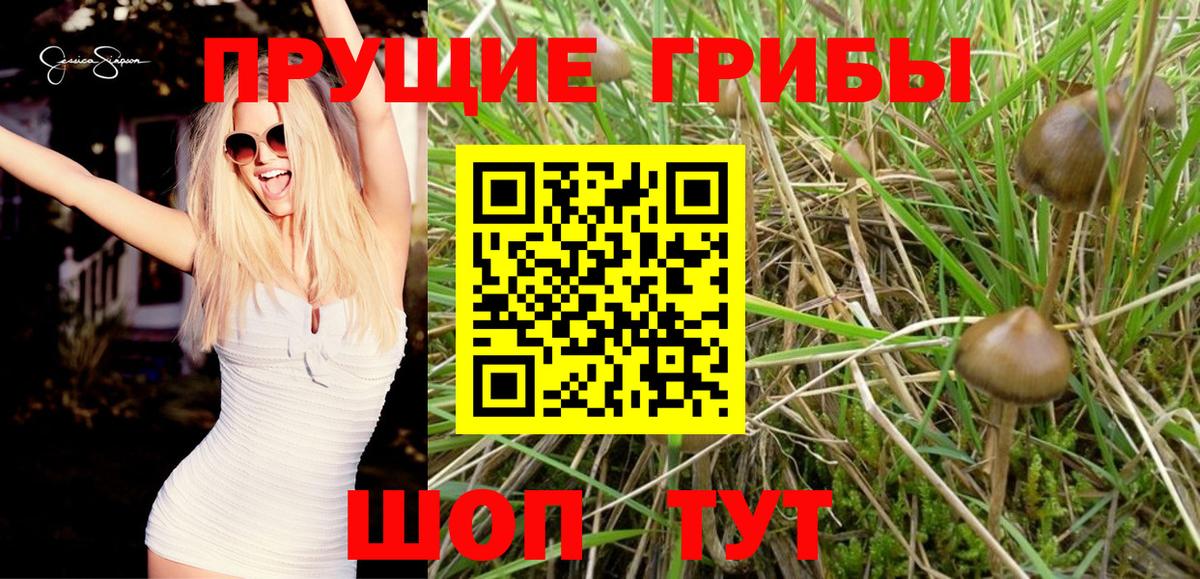Галлюциногенные грибы Psilocybe  Вход с VPN  сколько стоит  Бор 